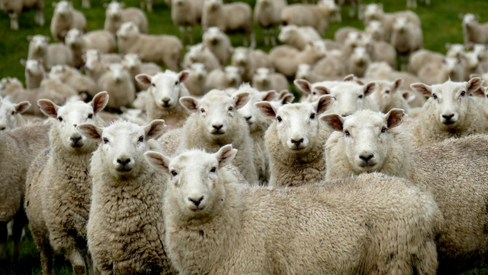 Flock of sheep